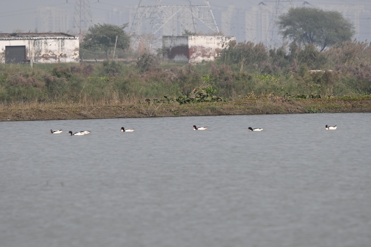 Common Shelduck - ML646106558