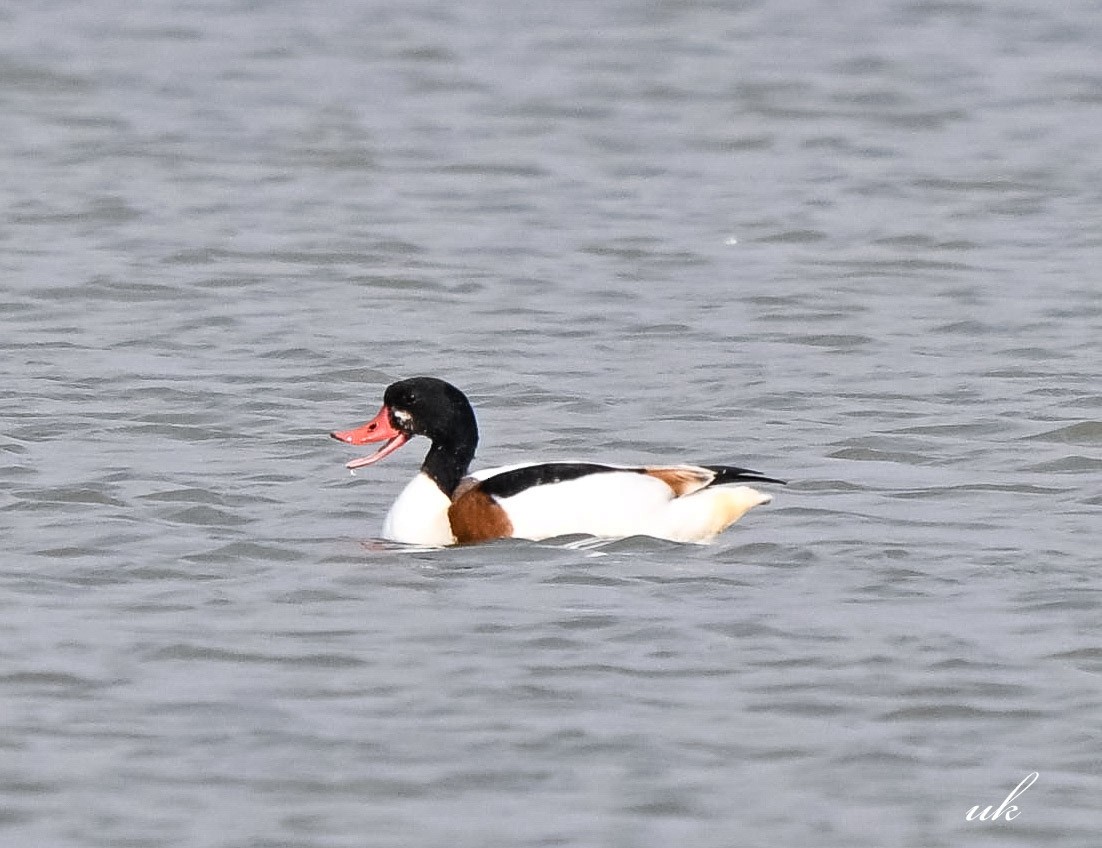 Common Shelduck - ML646106559