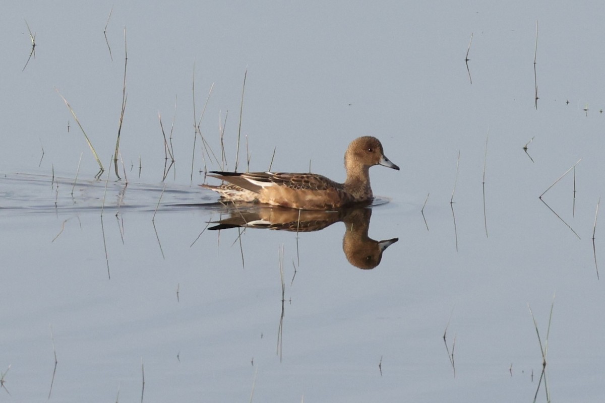 Eurasian Wigeon - ML646106562