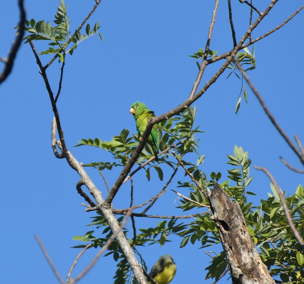 Orange-chinned Parakeet - ML646106568