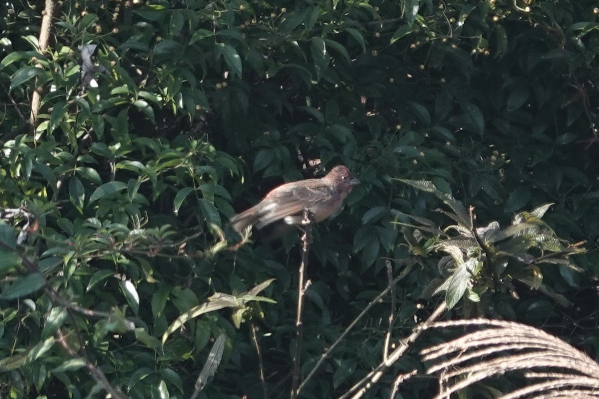 Common Rosefinch - ML646106569