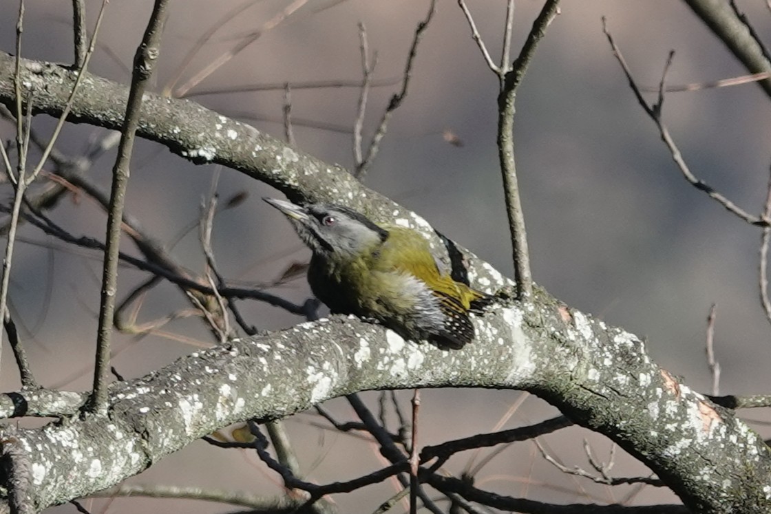 Pic cendré - ML646106570