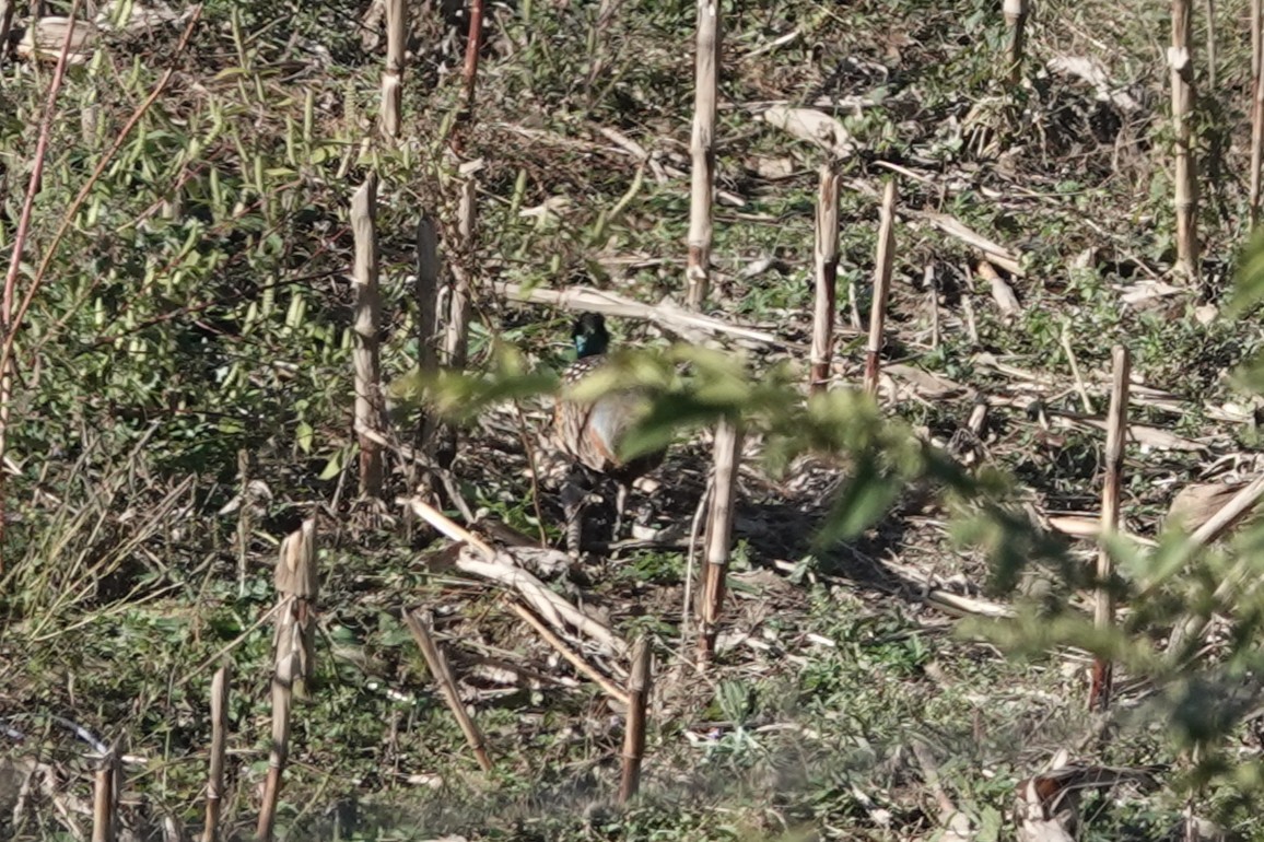 Ring-necked Pheasant - ML646106571