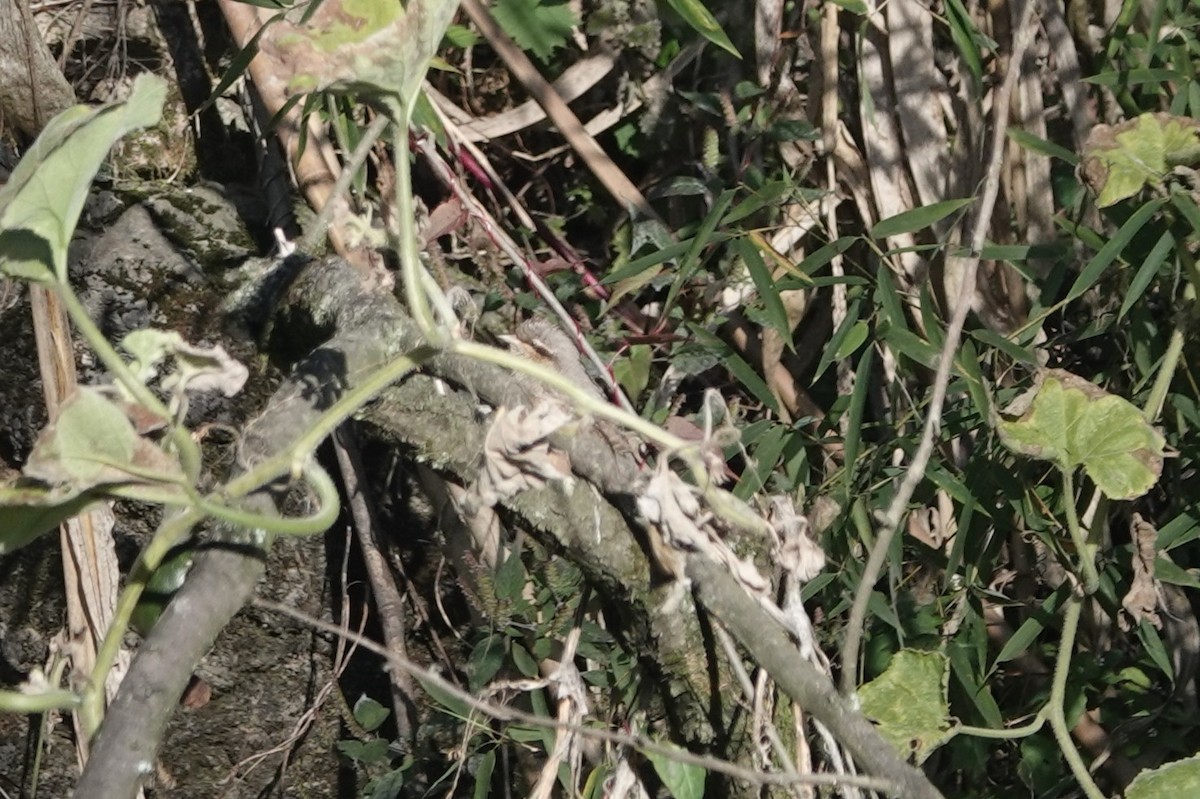 Eurasian Wryneck - ML646106573