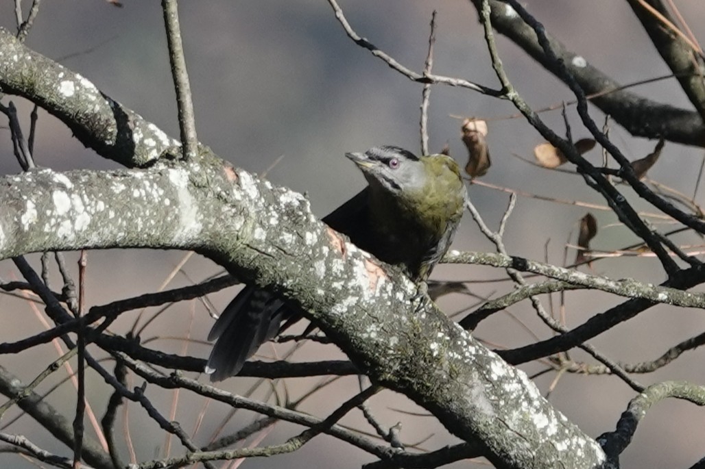 Pic cendré - ML646106574