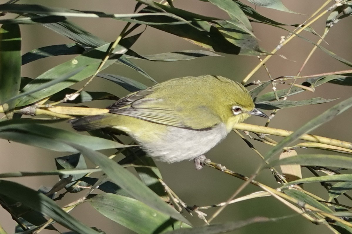 Swinhoe's White-eye - ML646106575