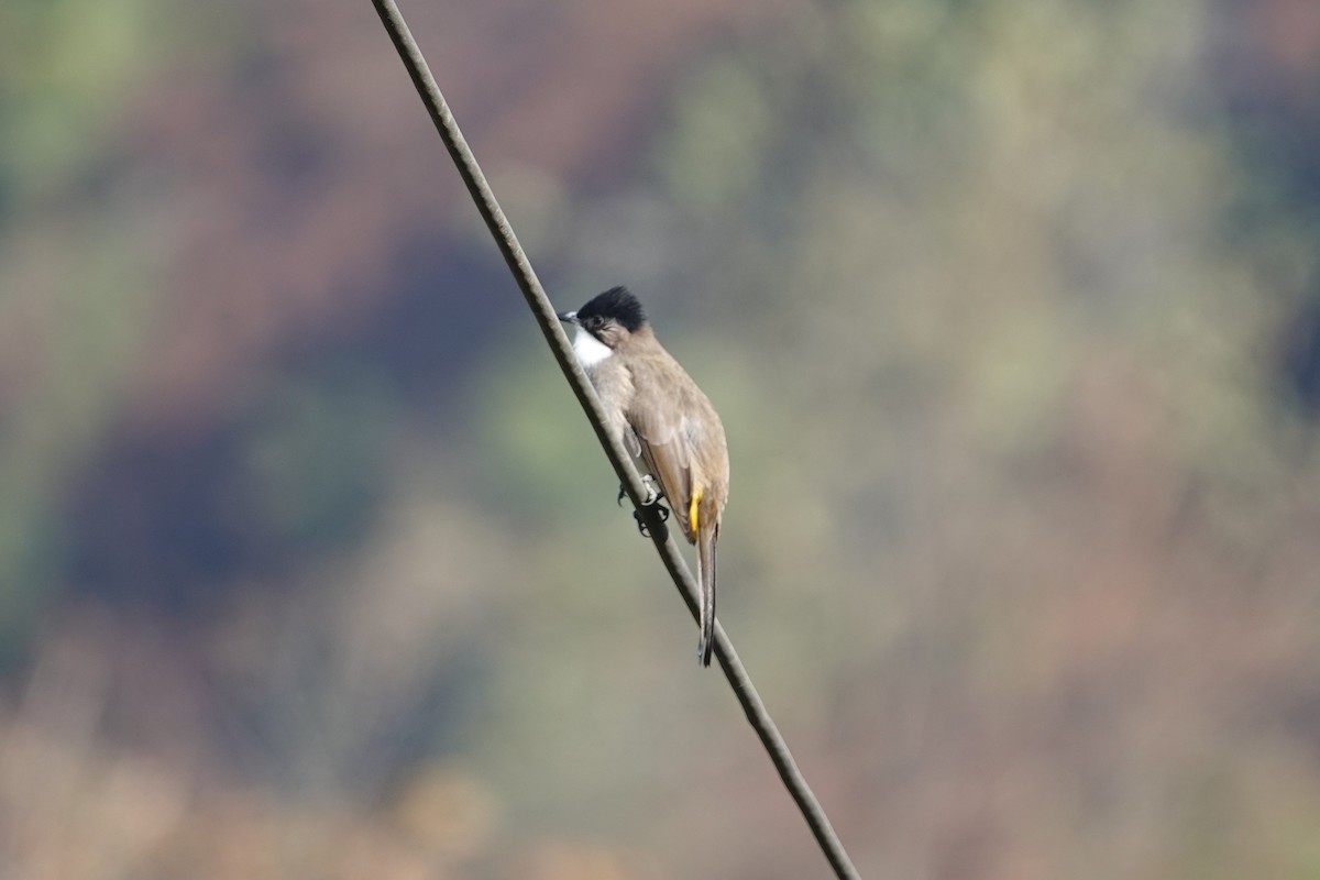 Brown-breasted Bulbul - ML646106576