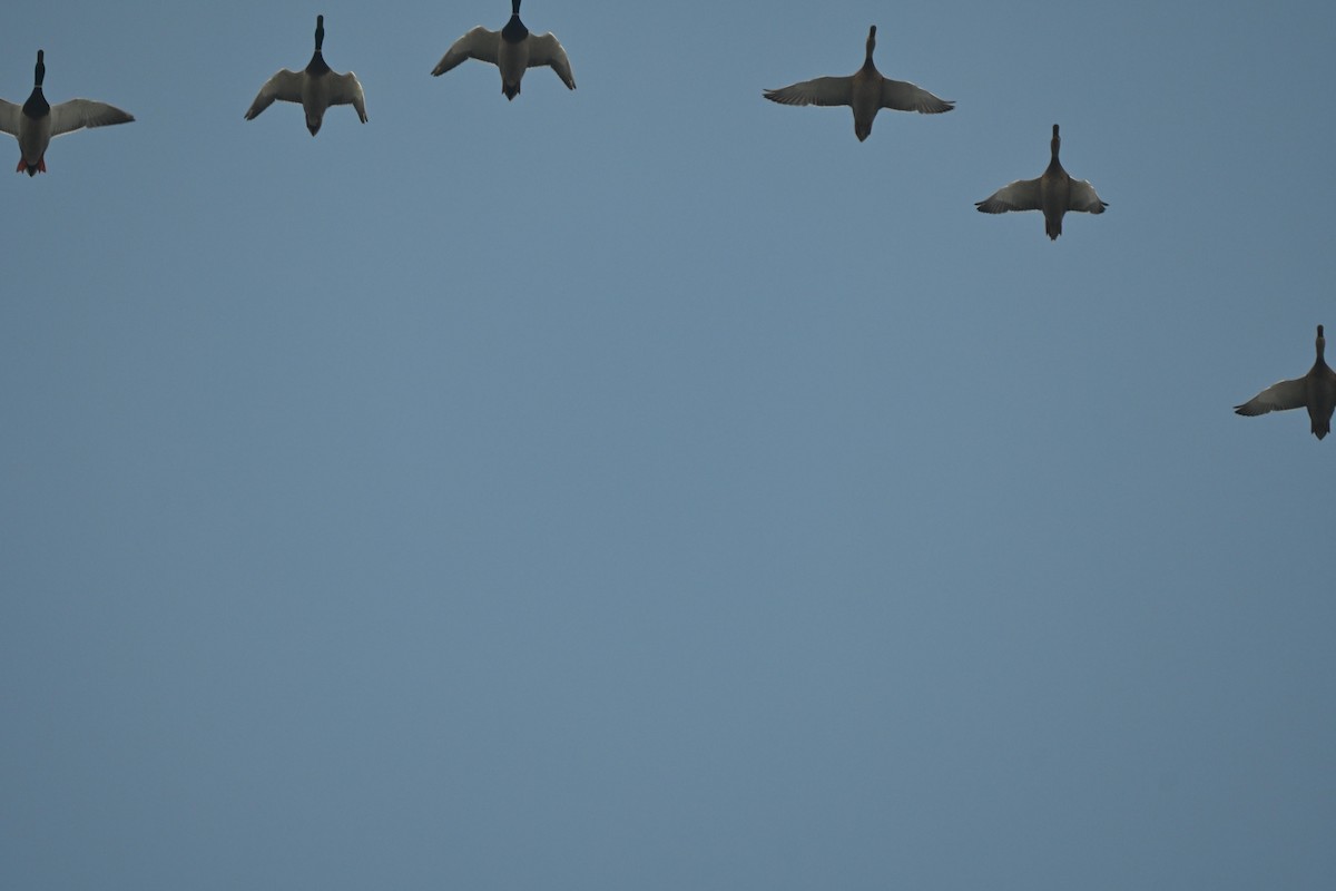 Mallard - ML646106584