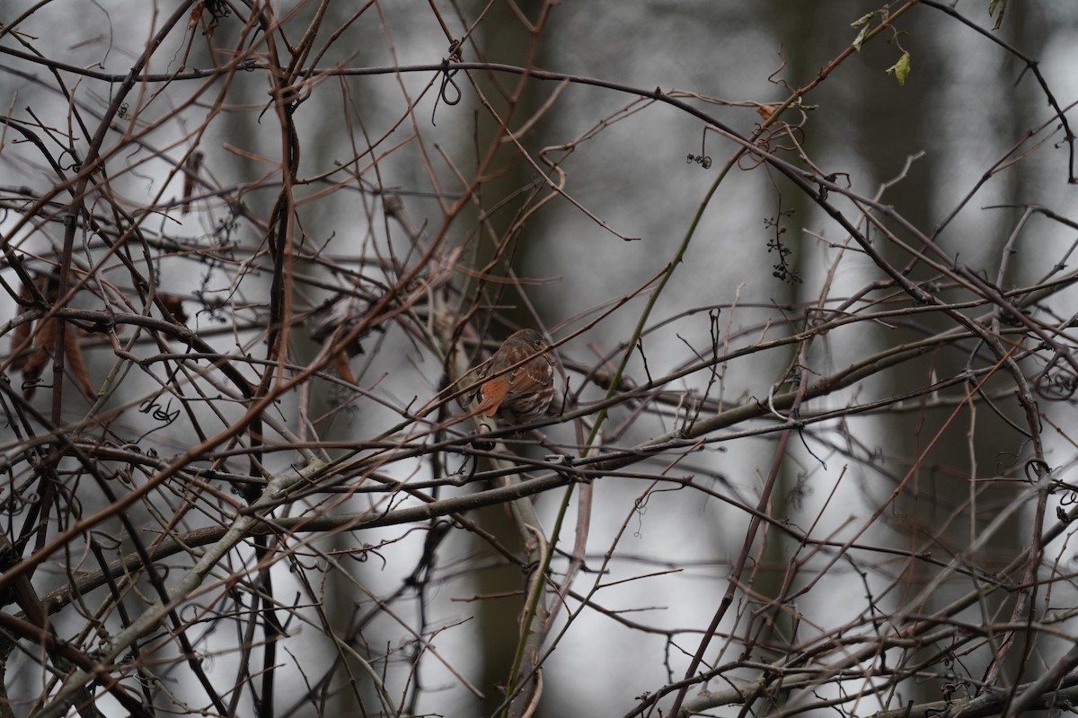 Fox Sparrow - ML646106586
