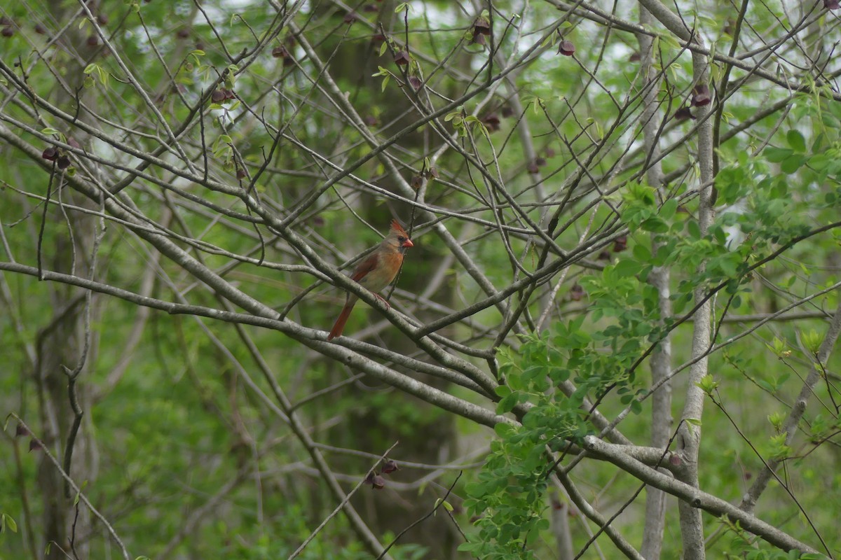Northern Cardinal - ML646106587