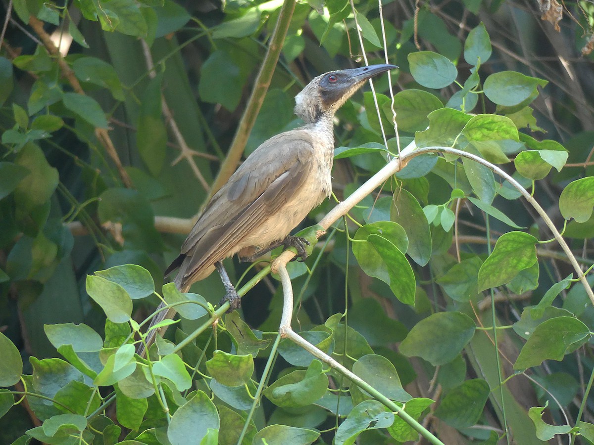 Helmlederkopf - ML646106597