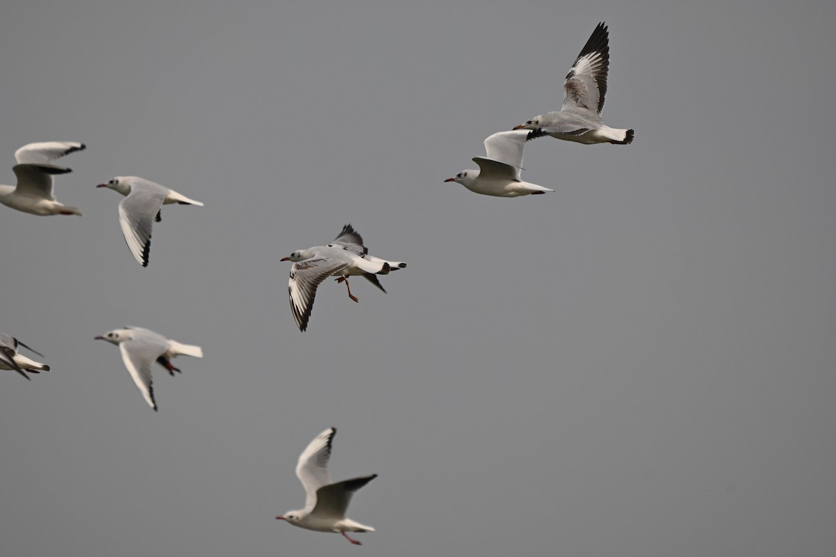 Black-headed Gull - ML646106608