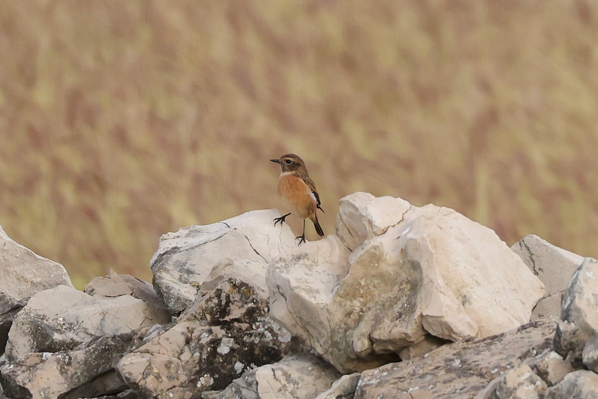 European Stonechat - ML646106609