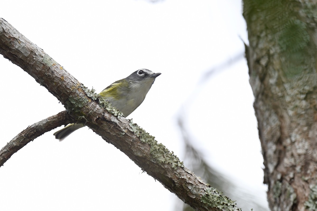 eremittvireo - ML646106610