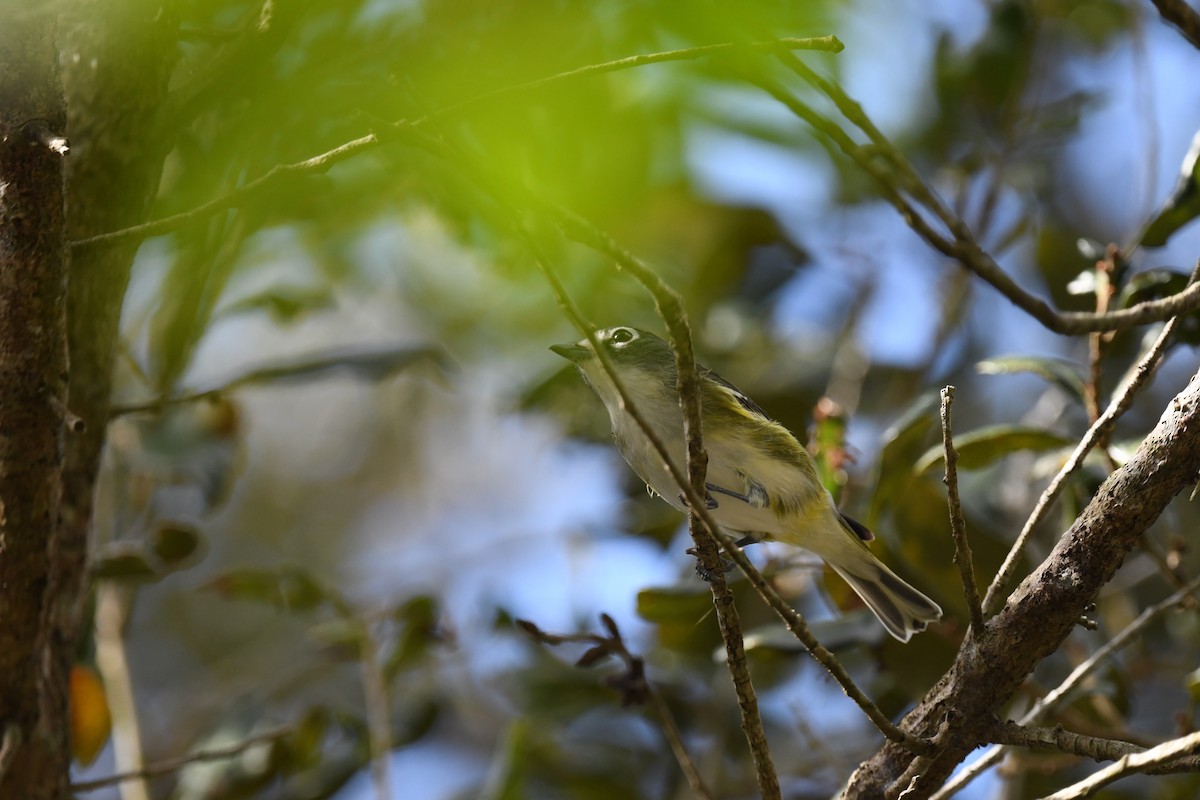 eremittvireo - ML646106615