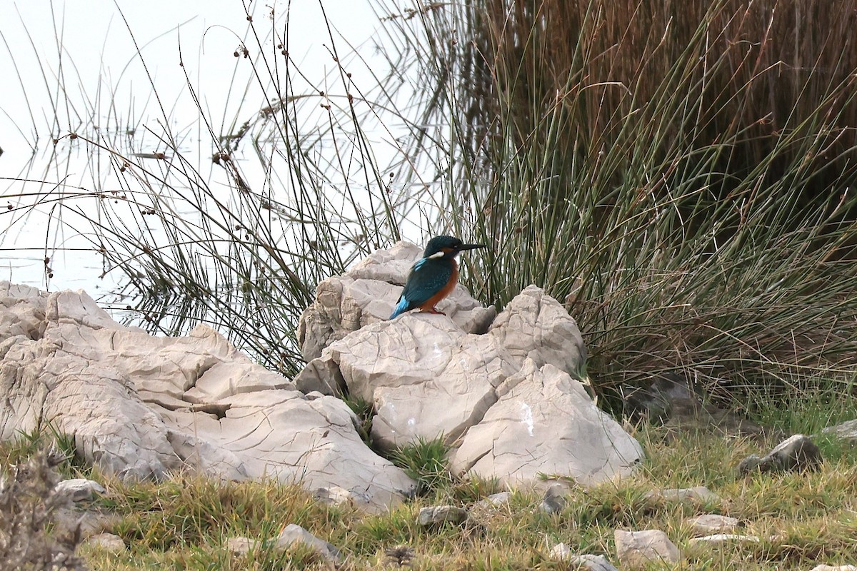 Common Kingfisher - ML646106617