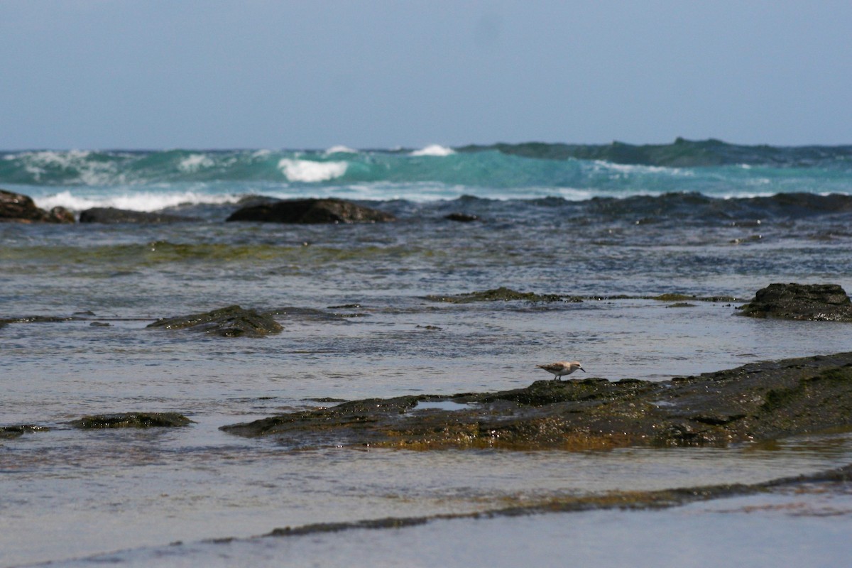 Red-necked Stint - ML646106618