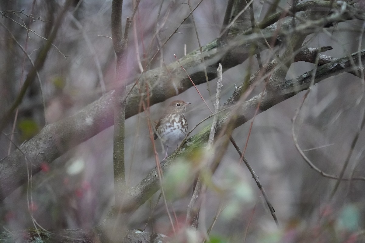 Hermit Thrush - ML646106622