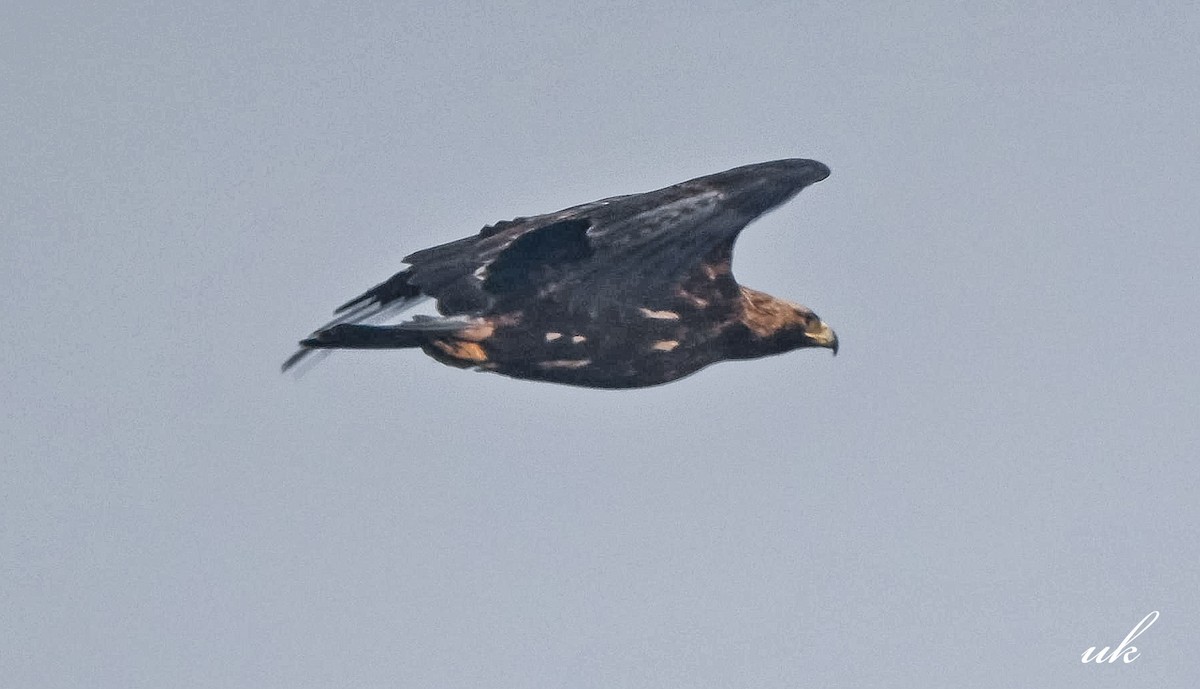 Imperial Eagle - ML646106624