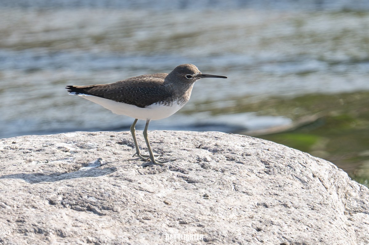 vodouš kropenatý - ML646106626