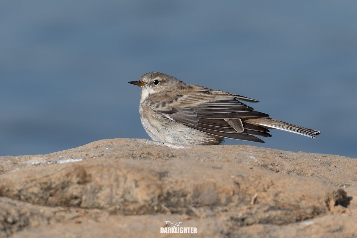 linduška horská - ML646106632