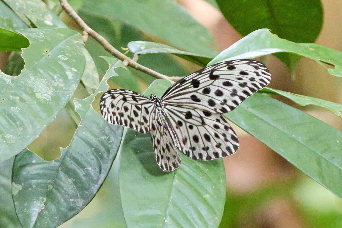Common Tree Nymph - ML646106635