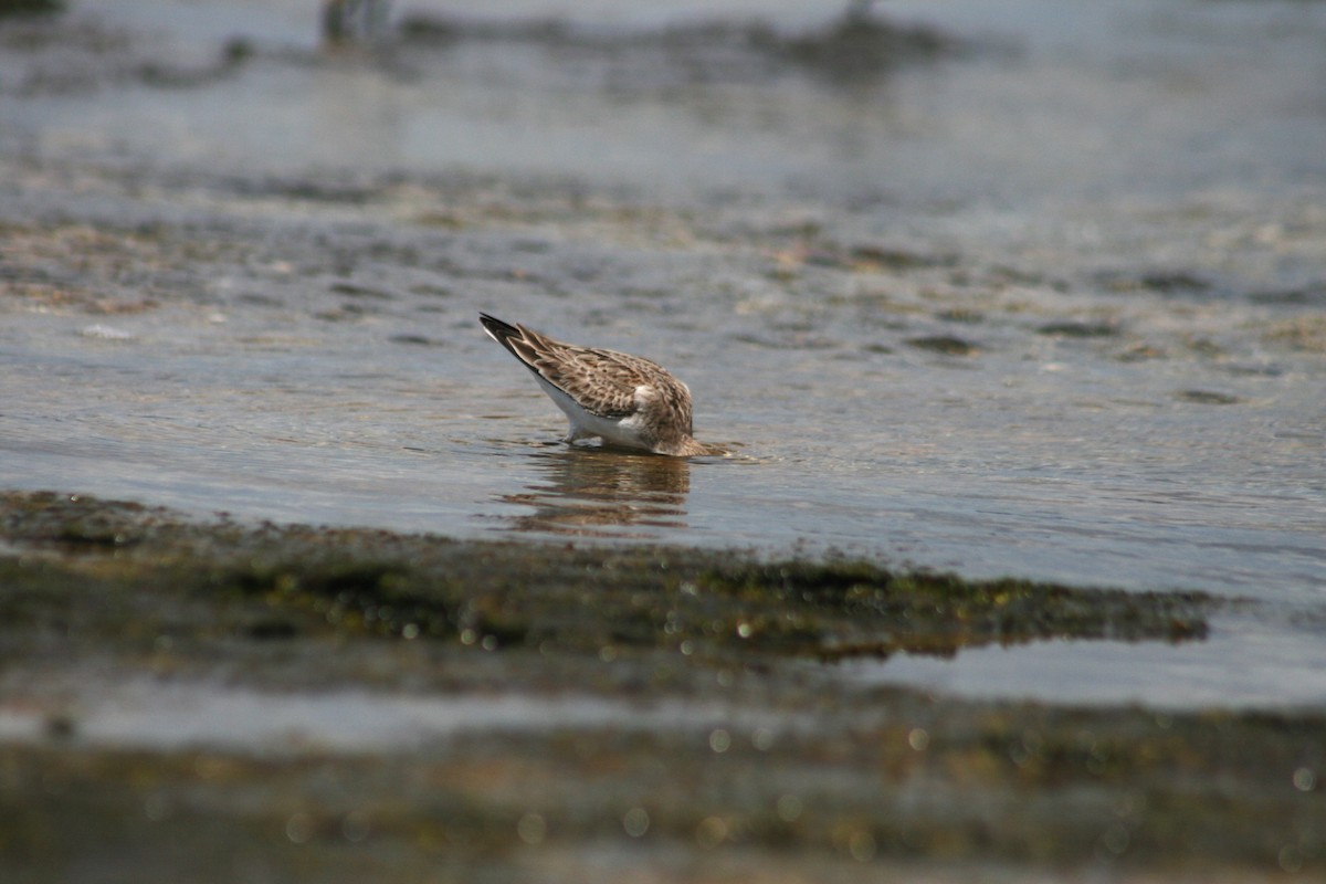 Red-necked Stint - ML646106636