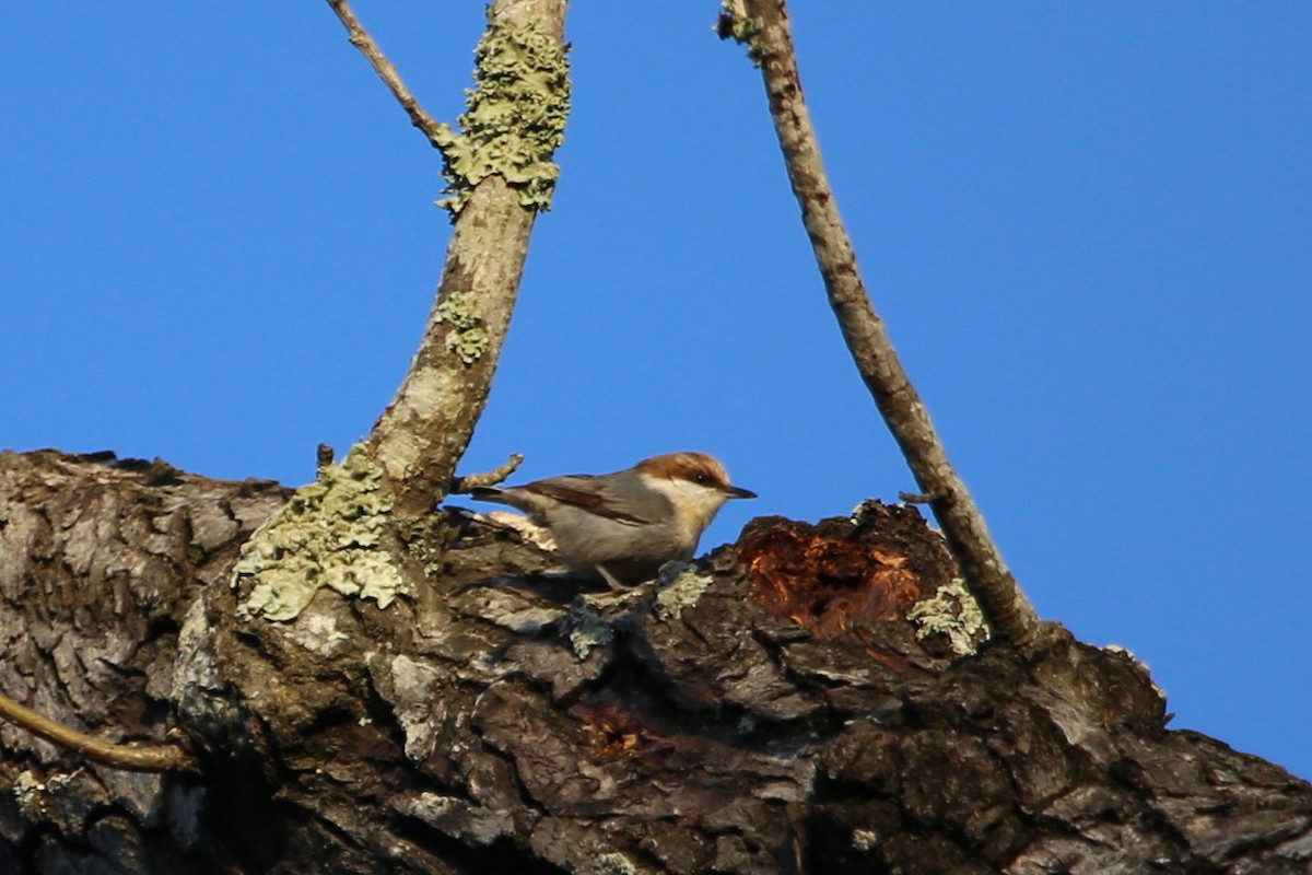 brhlík hnědohlavý - ML646106637