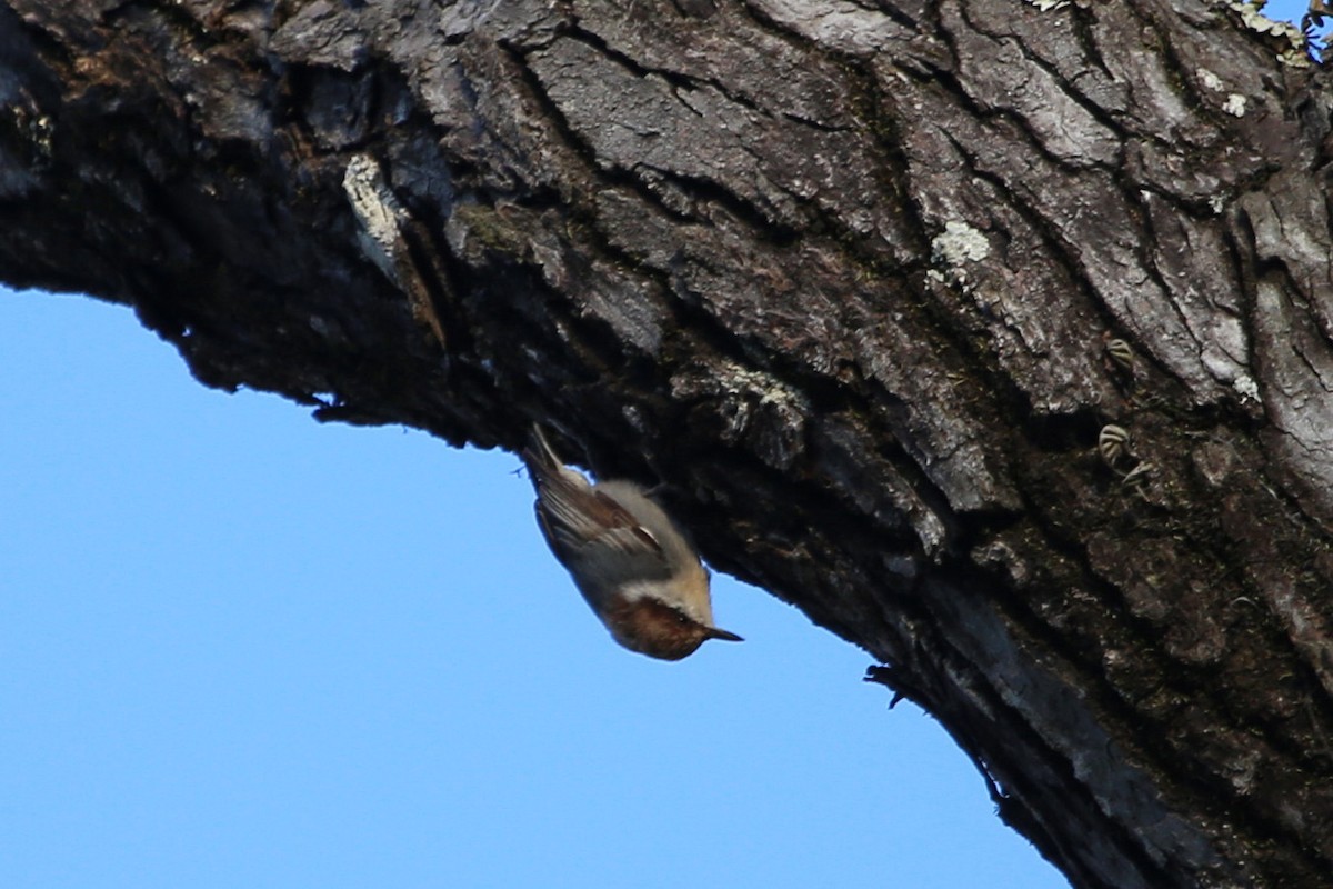 brhlík hnědohlavý - ML646106638