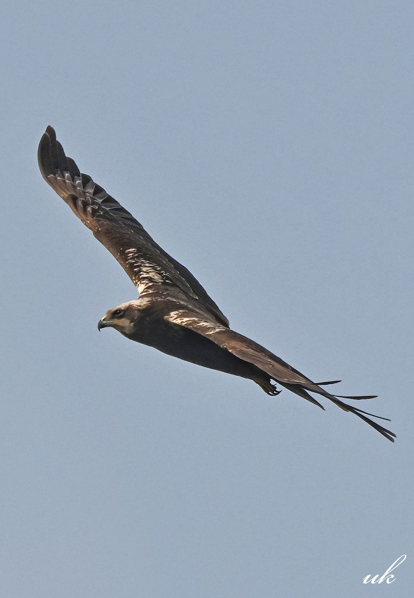 Western Marsh Harrier - ML646106639