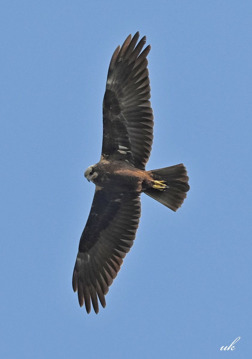 Western Marsh Harrier - ML646106640