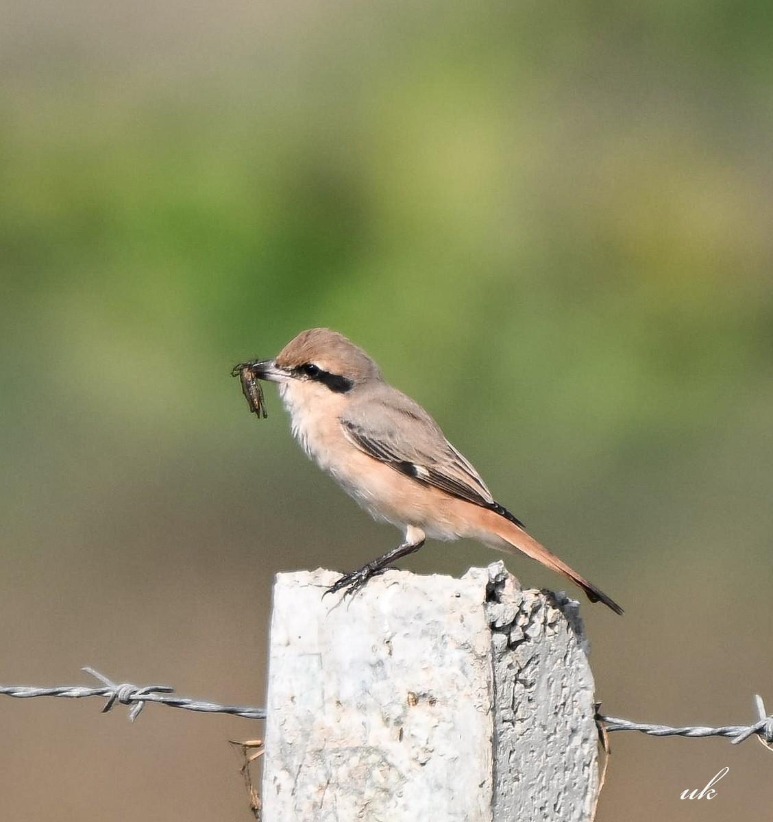 Antzandobi isabeldarra - ML646106644