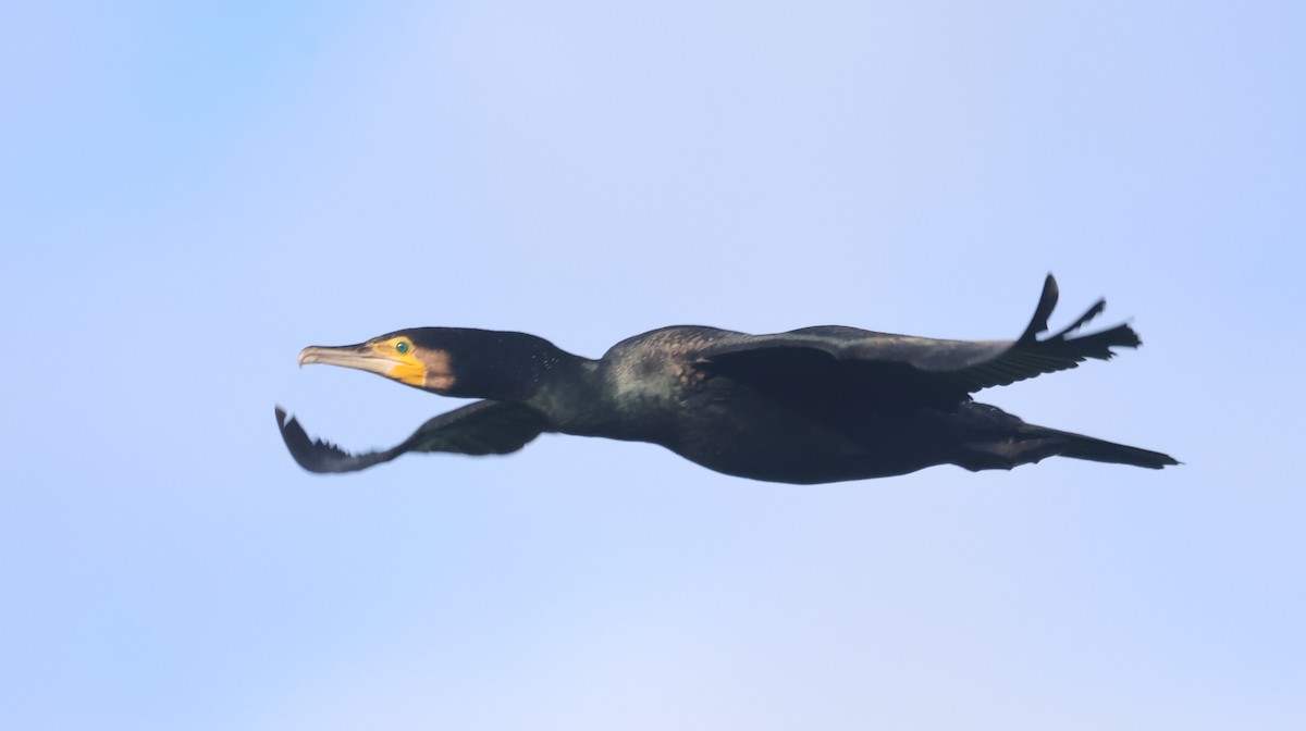 鸕鷀 - ML646106645