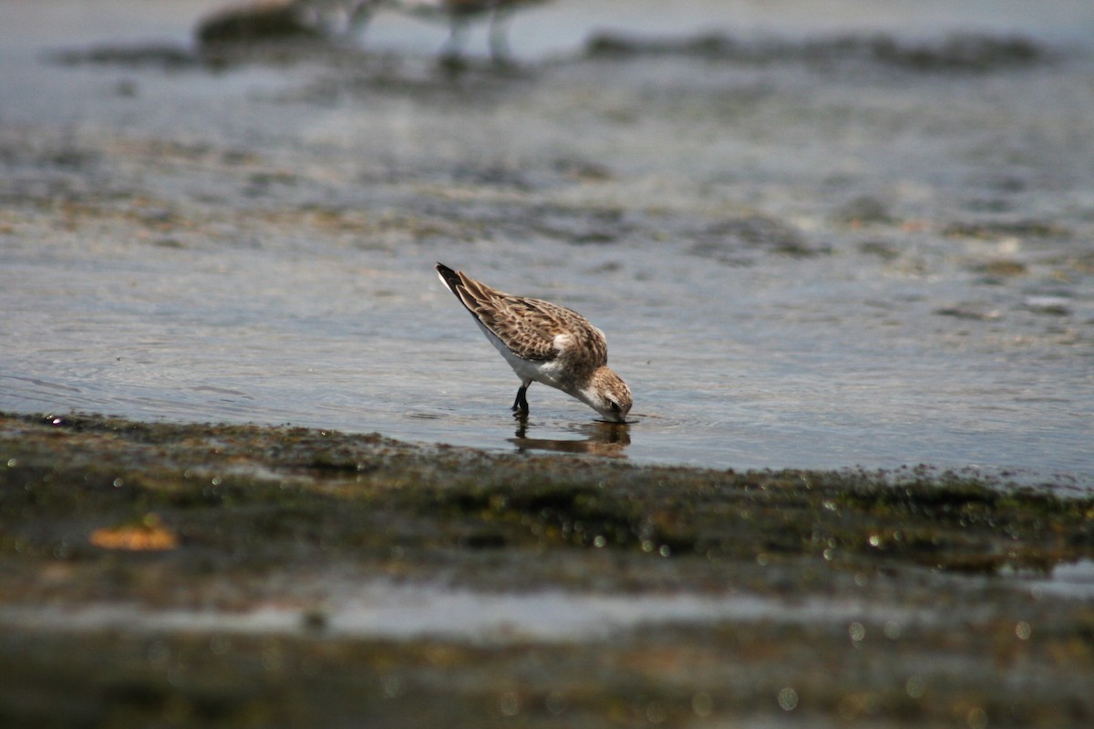 Red-necked Stint - ML646106647