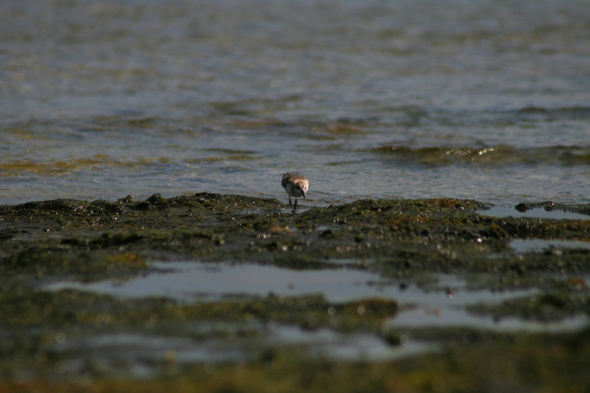 Red-necked Stint - ML646106650