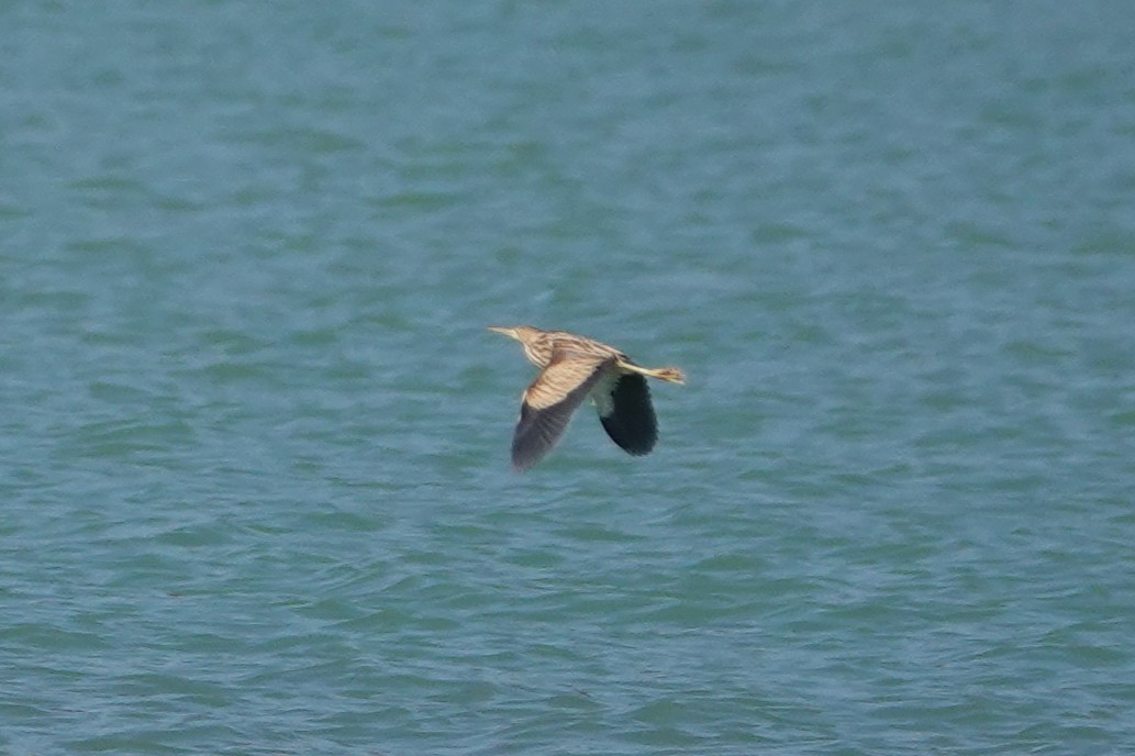 Yellow Bittern - ML646106653