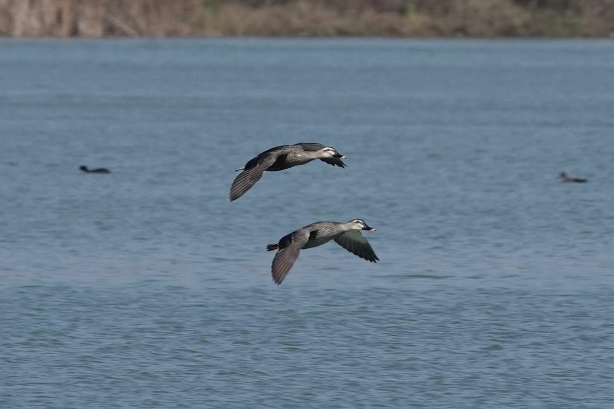 Eastern Spot-billed Duck - ML646106654