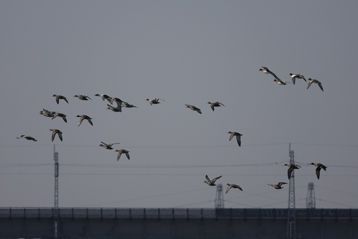 Falcated Duck - ML646106655