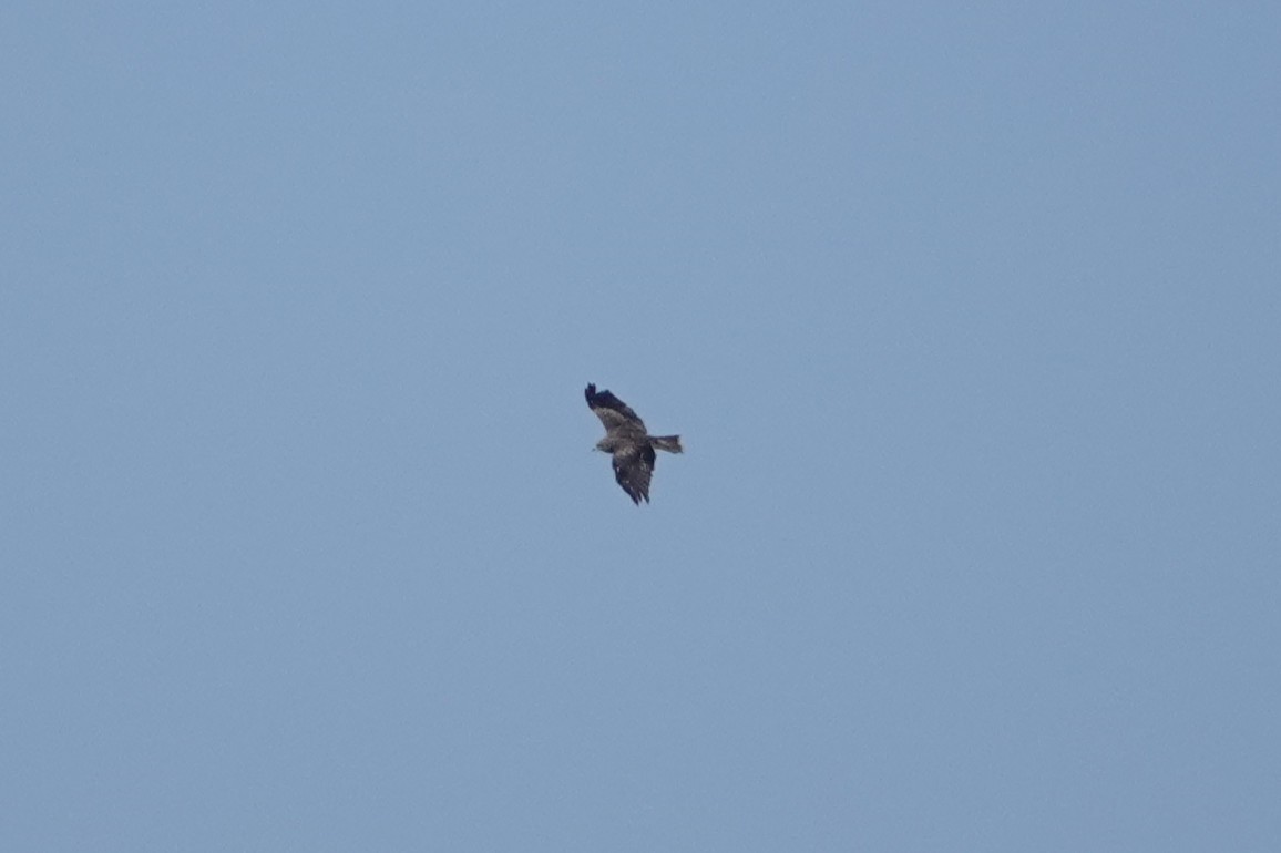 Black Kite - ML646106656