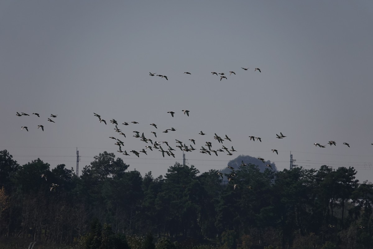 Falcated Duck - ML646106657