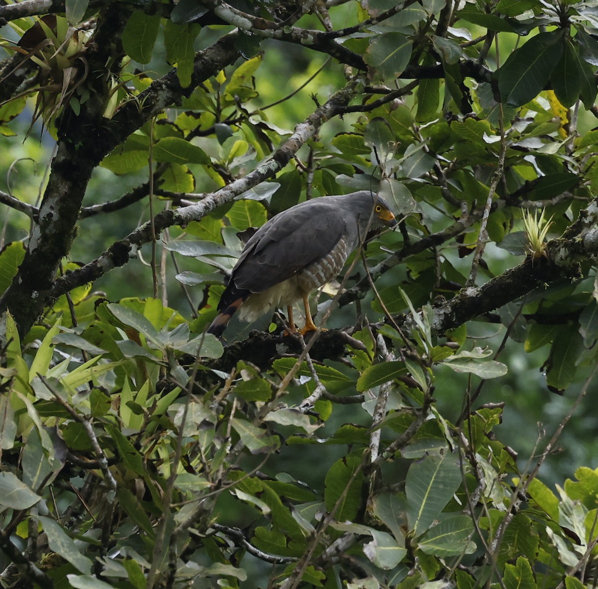 Roadside Hawk - ML646106663