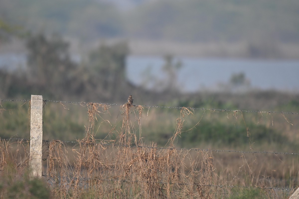 Oriental Skylark - ML646106666