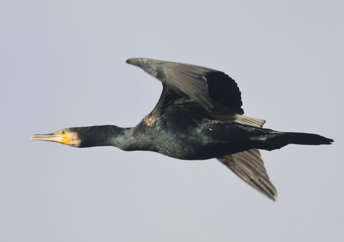 鸕鷀 - ML646106672