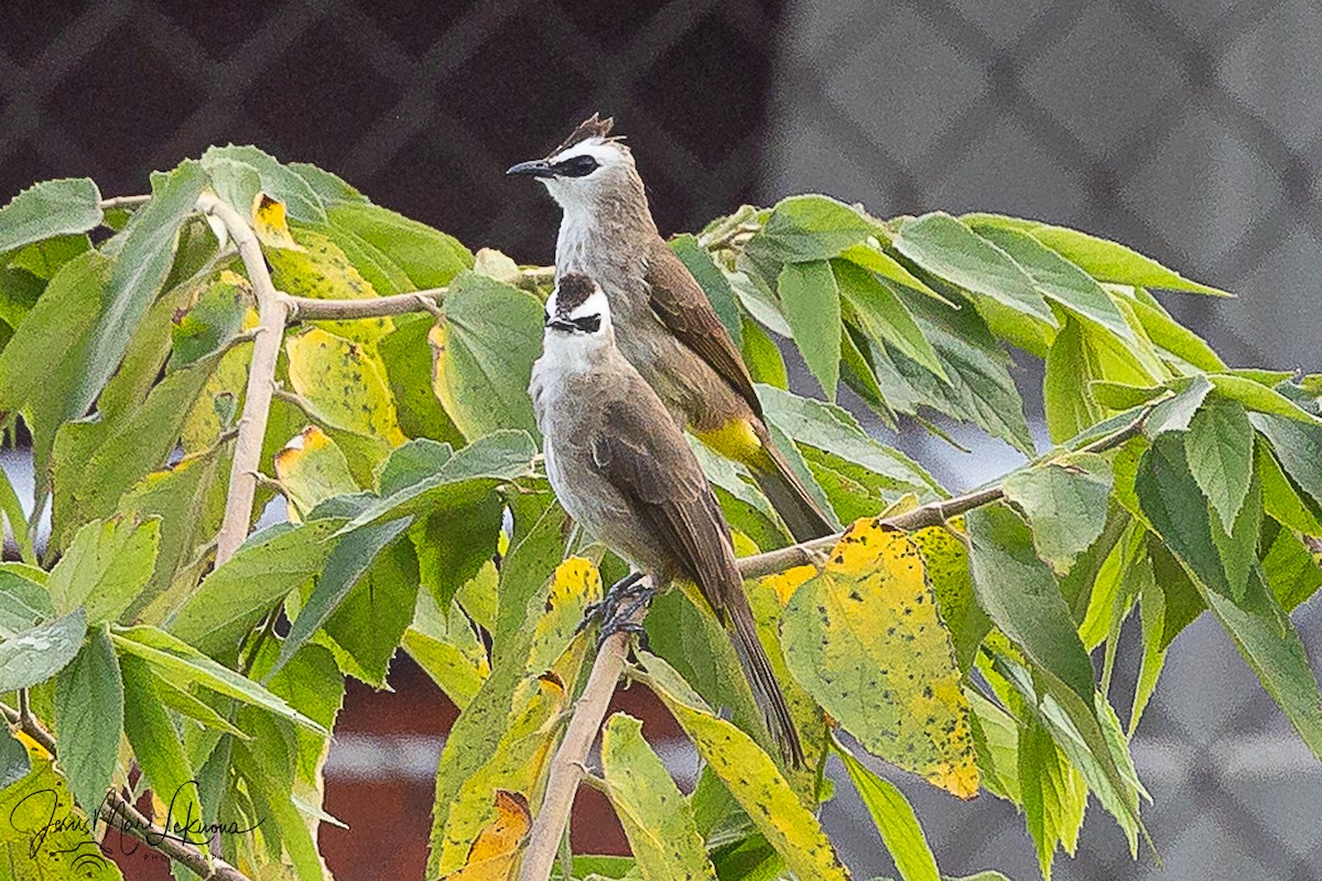 Yellow-vented Bulbul - ML646106689