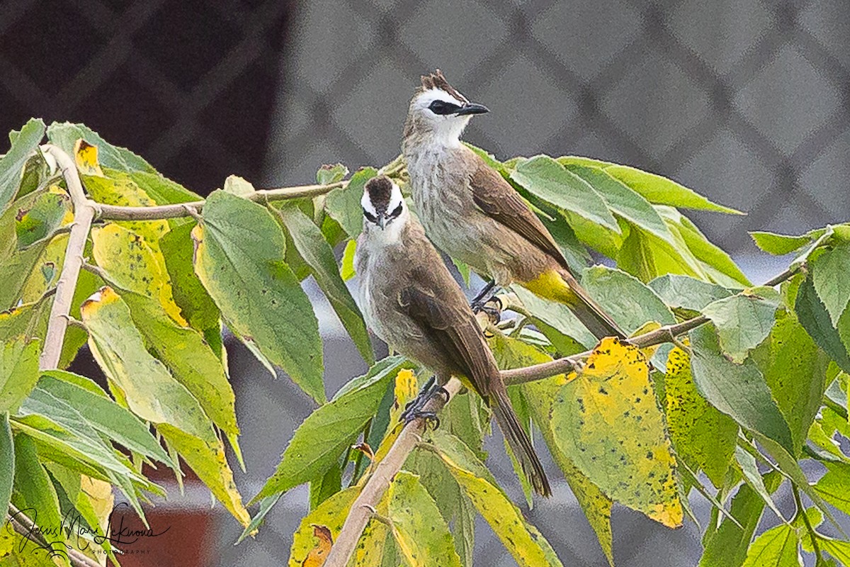 Yellow-vented Bulbul - ML646106690