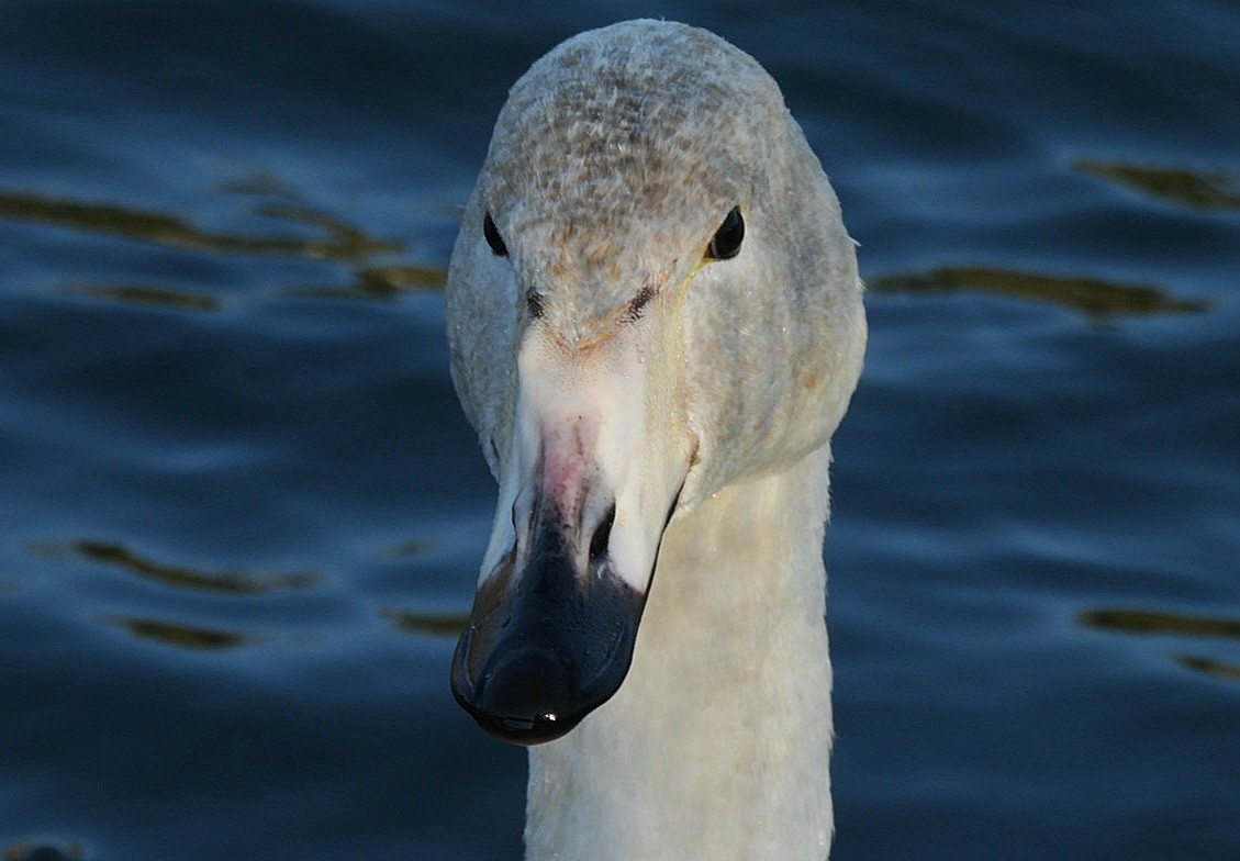 Whooper Swan - ML646106694
