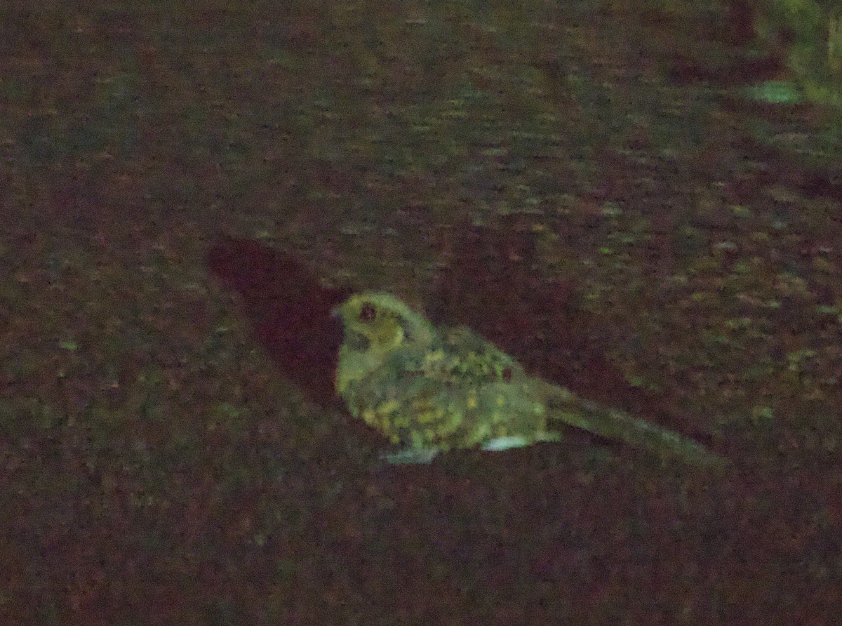 Пораке - ML646106695