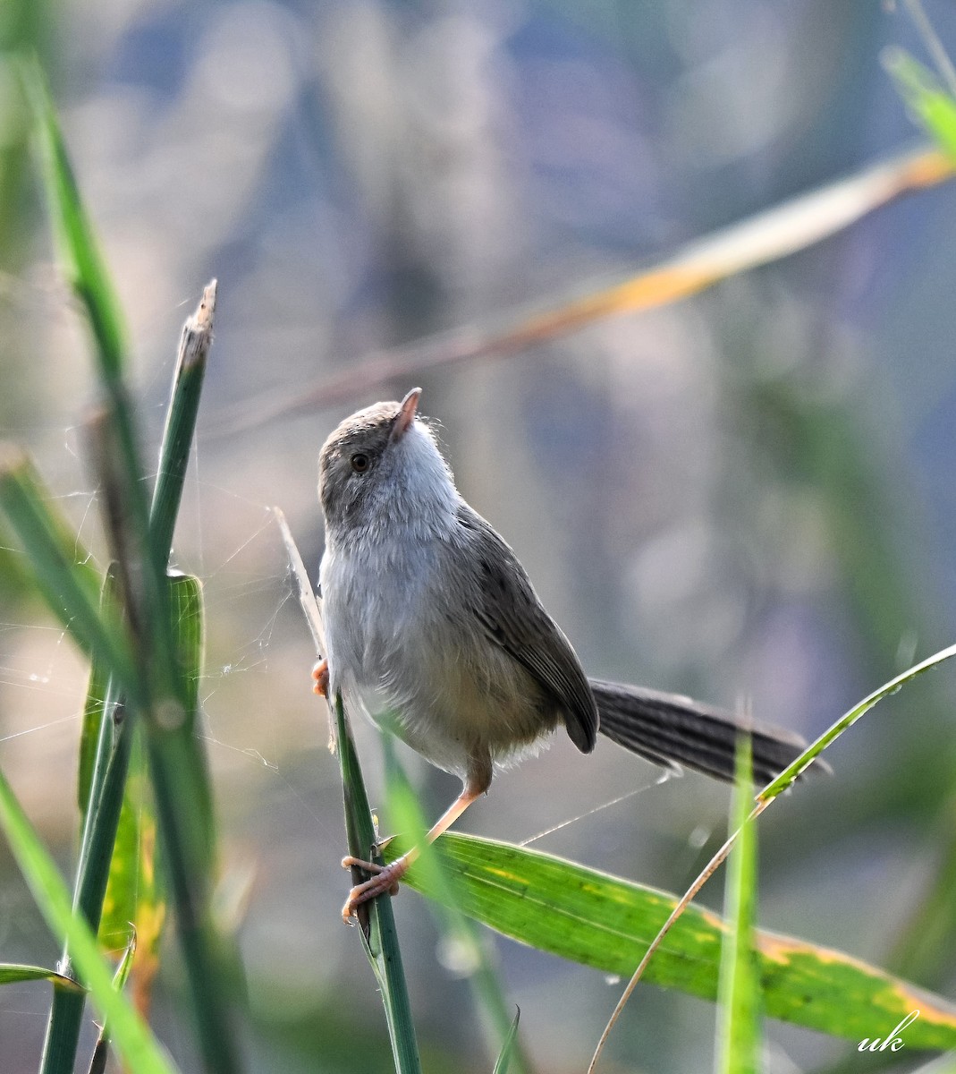 Delicate Prinia - ML646106697