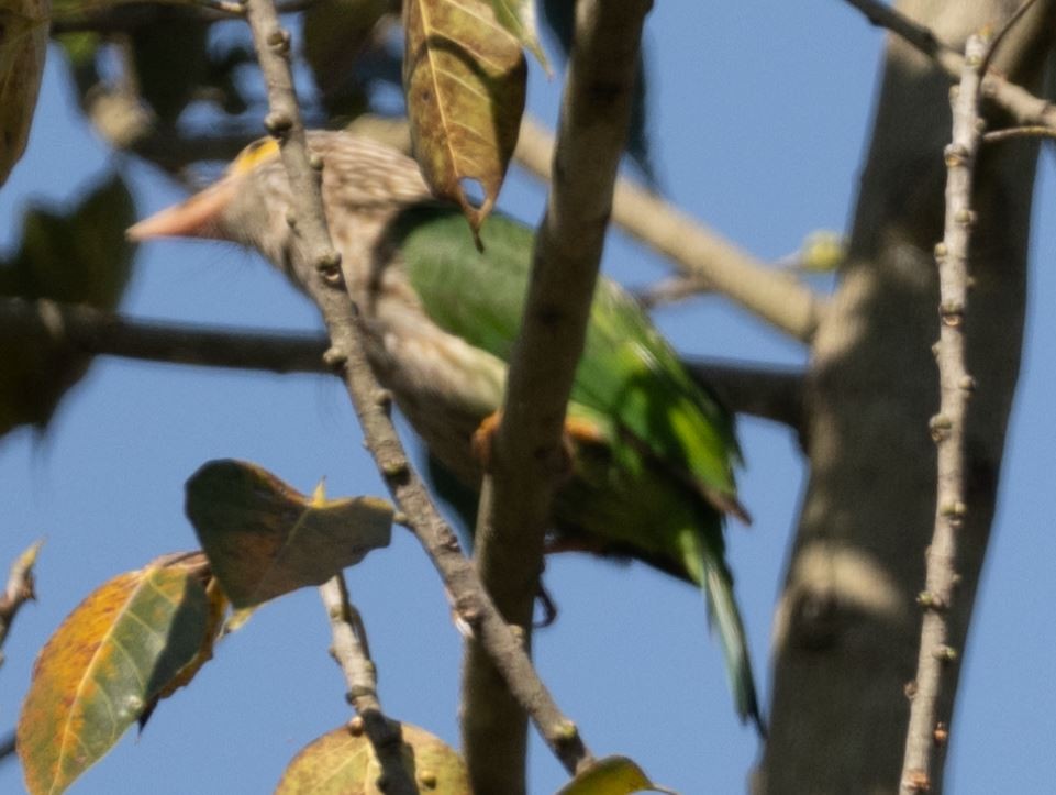 シロボシオオゴシキドリ - ML646106698