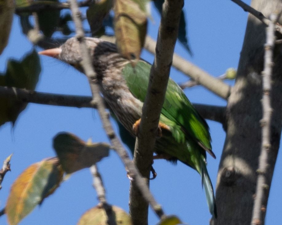 シロボシオオゴシキドリ - ML646106699